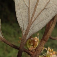 Neolitsea fuscata (Thwaites) Alston